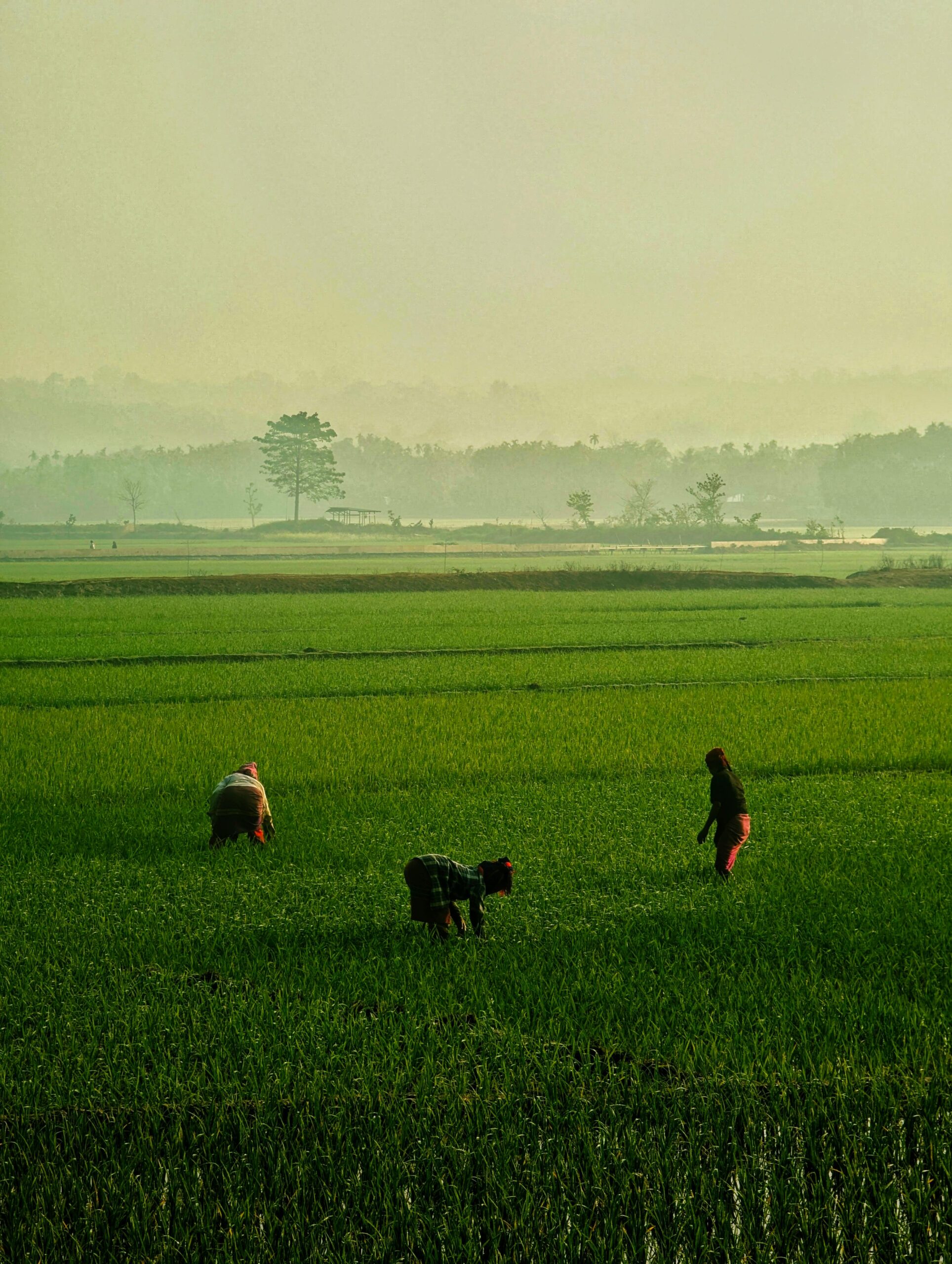 pexels-sampurna-c-2152489986-36201598